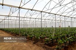 تهران، پایتخت "گلخانه‌ای" ایران؛ رقابت نفس‌گیر استان‌ها برای سبقت گرفتن از صدرنشین