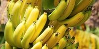 کیوی ایران بازارهای هند و اوراسیا را تسخیر کرد: شوک اقتصادی به رقبای جهانی