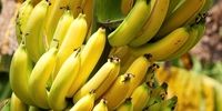 کیوی ایران بازارهای هند و اوراسیا را تسخیر کرد: شوک اقتصادی به رقبای جهانی