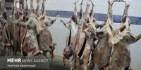 یک میلیارد درخت با پساب؛ فاجعه زیست‌محیطی در راه است؟