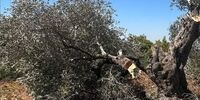 فاجعه زیست‌محیطی در غزه: ۷۵ درصد زیتون‌ها در آتش صهیونیستی سوختند!