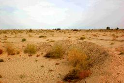 راز پنهان ایران برای مهار بیابان‌زایی: مستنداتی که جهان را شوکه می‌کند
