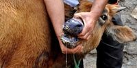 افشاگری: خسارت 'ناچیز' ۲ درصدی تب برفکی، سرپوشی بر فاجعه پنهان دامداری؟